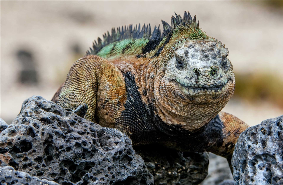 Suedamerika - Iguana auf den Galapagosinseln