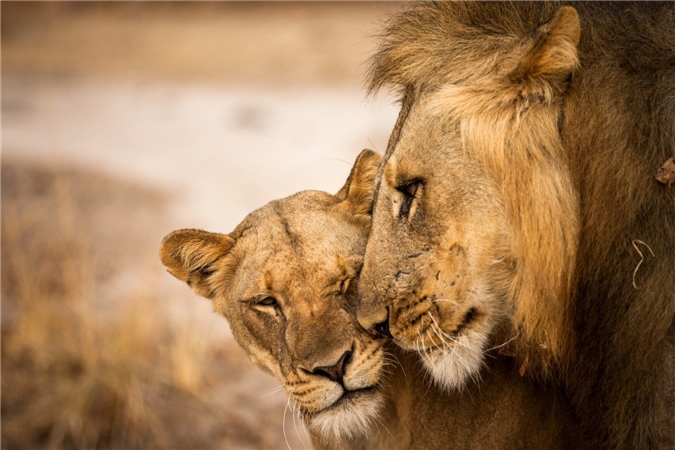 Sambia - Löwen
