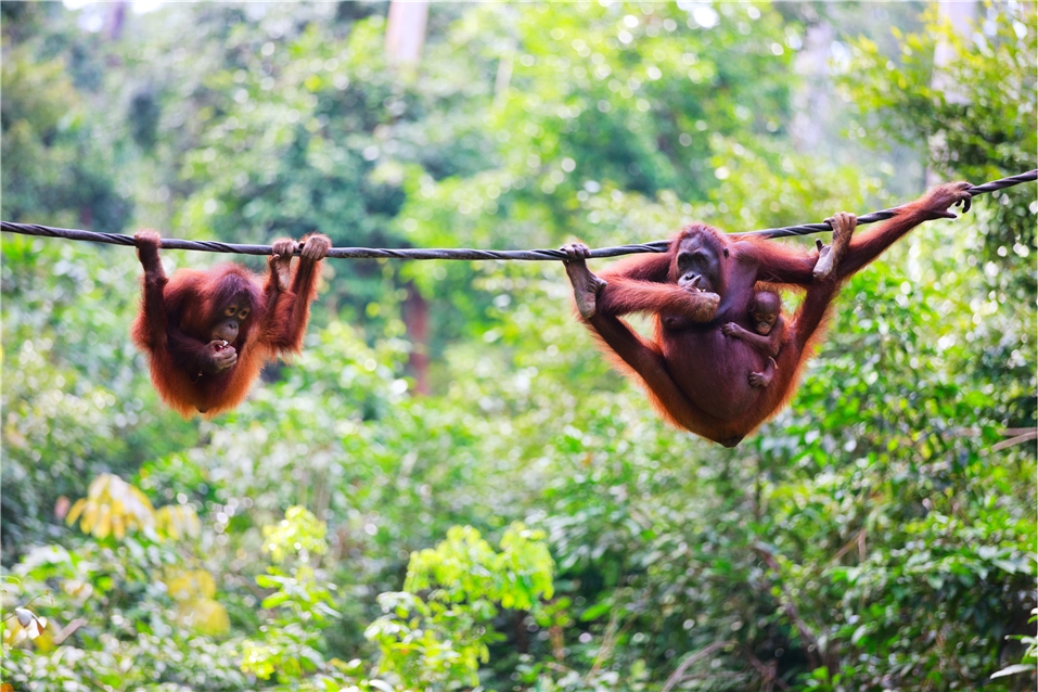 Malaysia Borneo Orang Utan