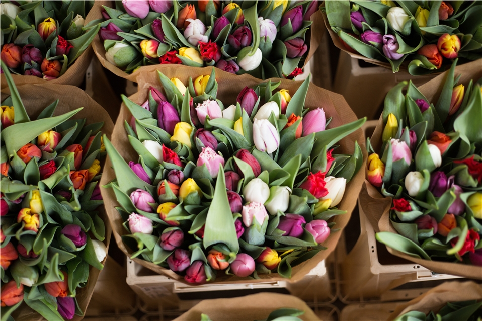 Amsterdam - Tulpen