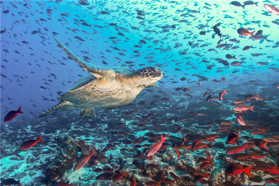 Galapagos Schildkröte