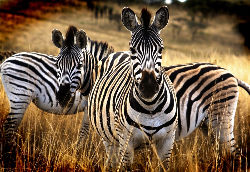 Zebras