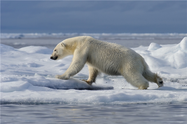 Eisbär in Grönland